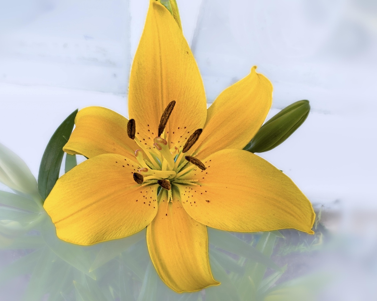 Желтый цветок лилии на прозрачном фоне