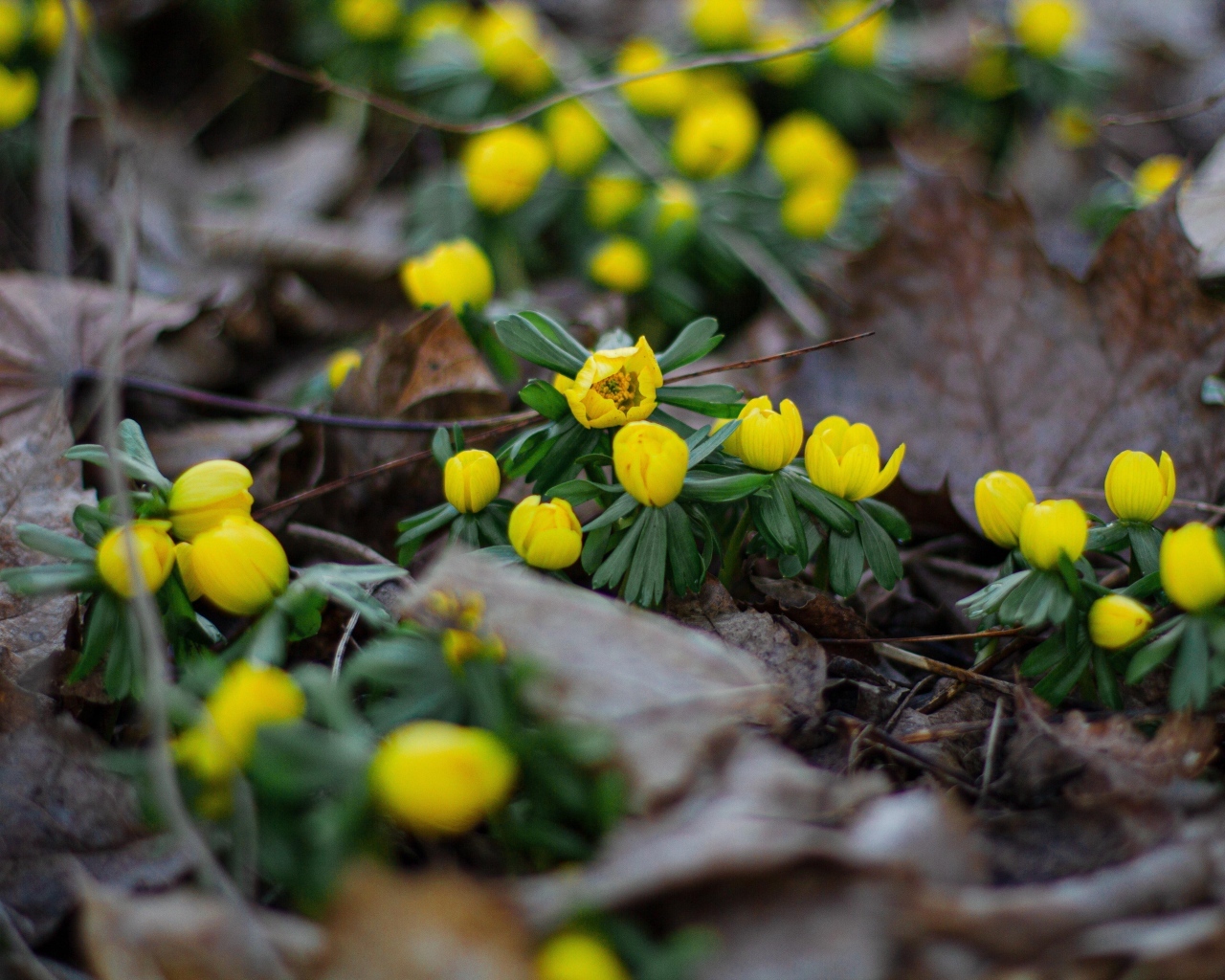 Желтые весенние лесные цветы в сухой траве