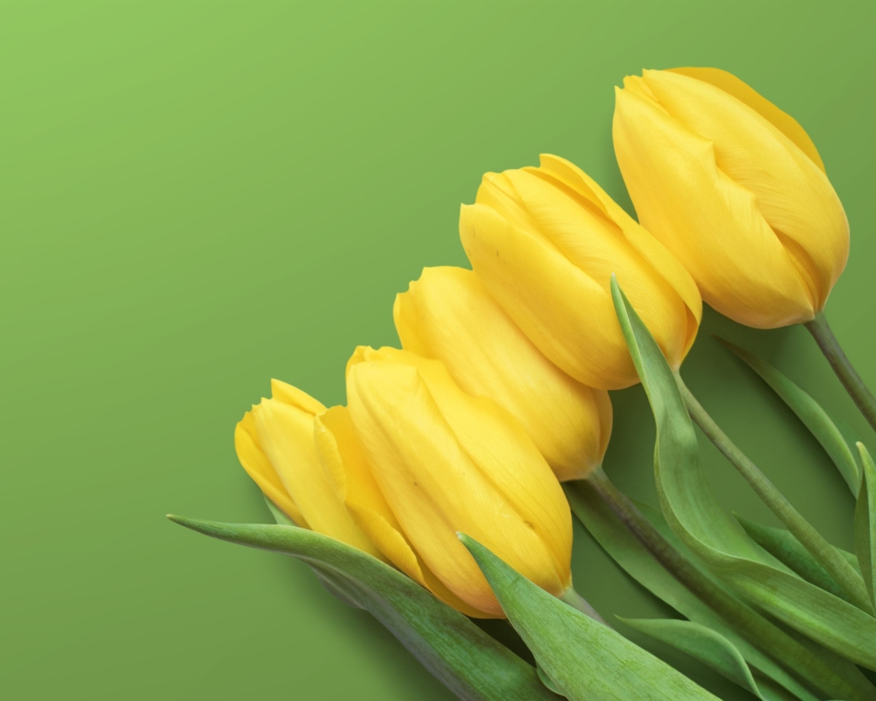 Желтые весенние тюльпаны на зеленом фоне