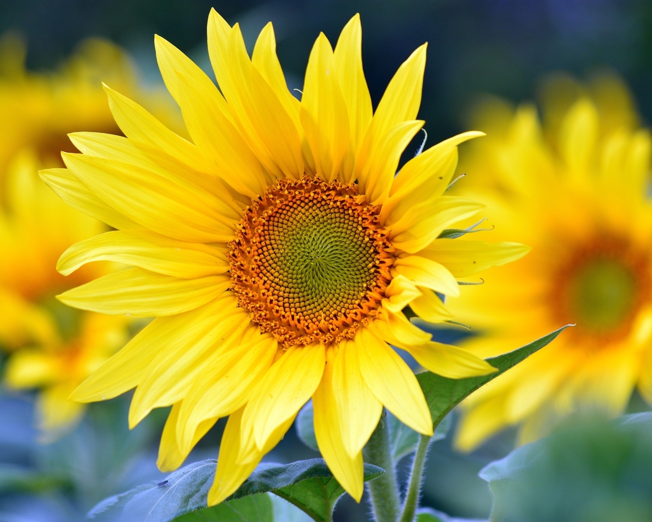 Желтые подсолнухи крупным планом