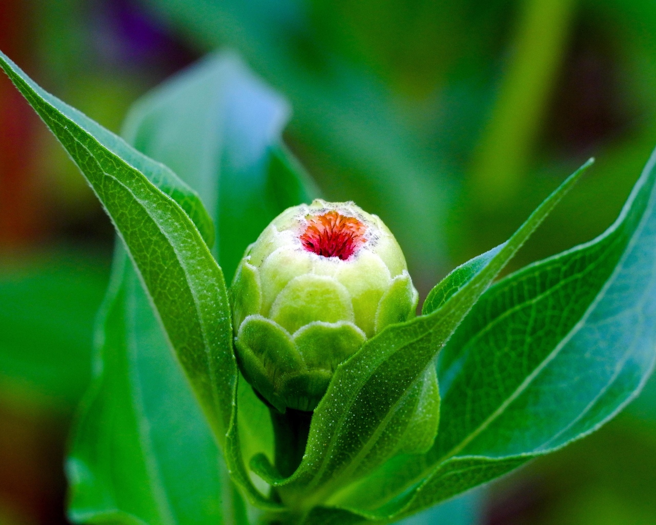 Бутон цветка циннии с зелеными листьями