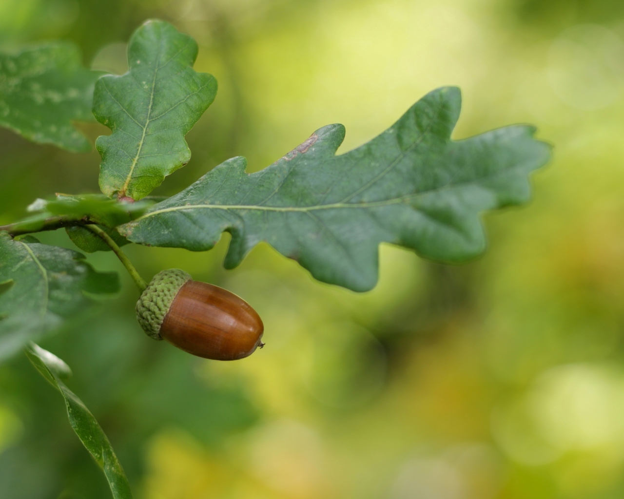 Желудь с зелеными листьями на ветке
