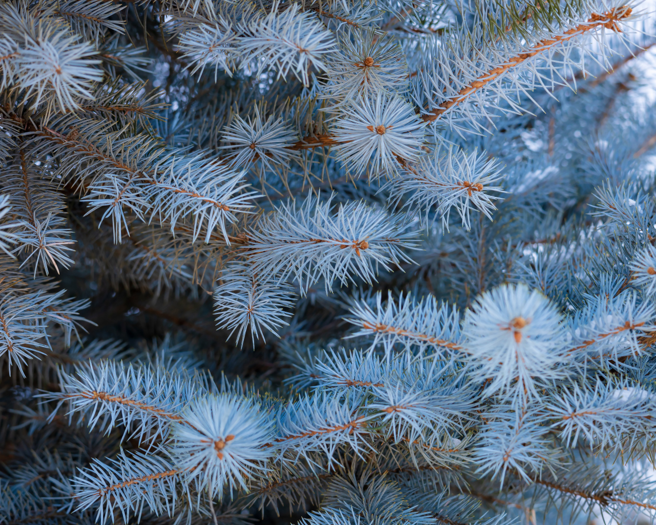 Ветки голубой ели крупным планом