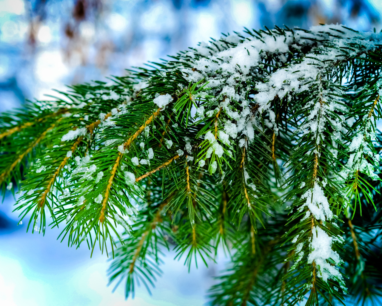Зеленая ветка ели в снегу