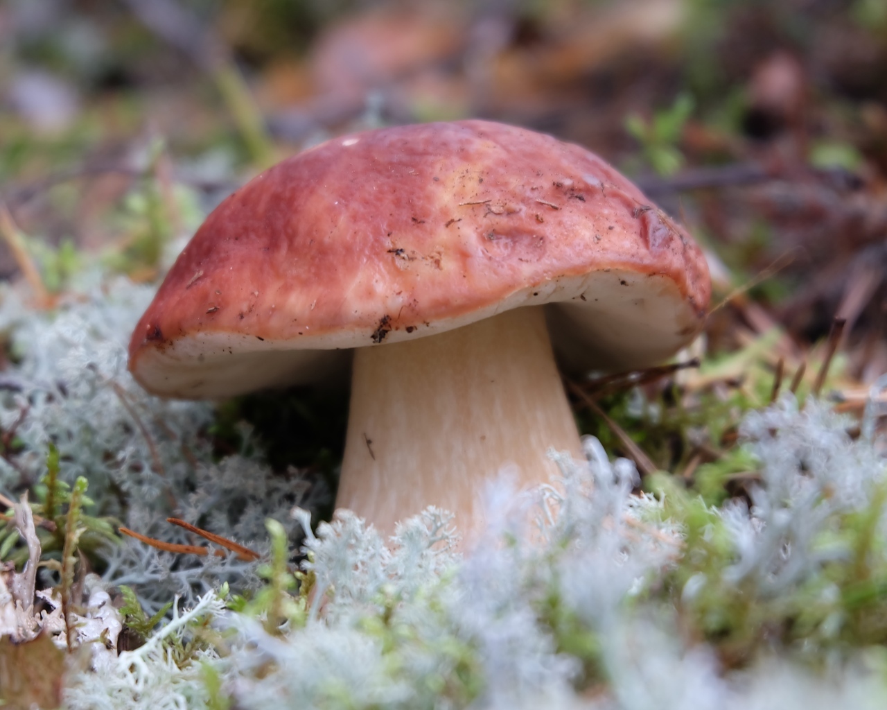 Большой гриб боровик во мху