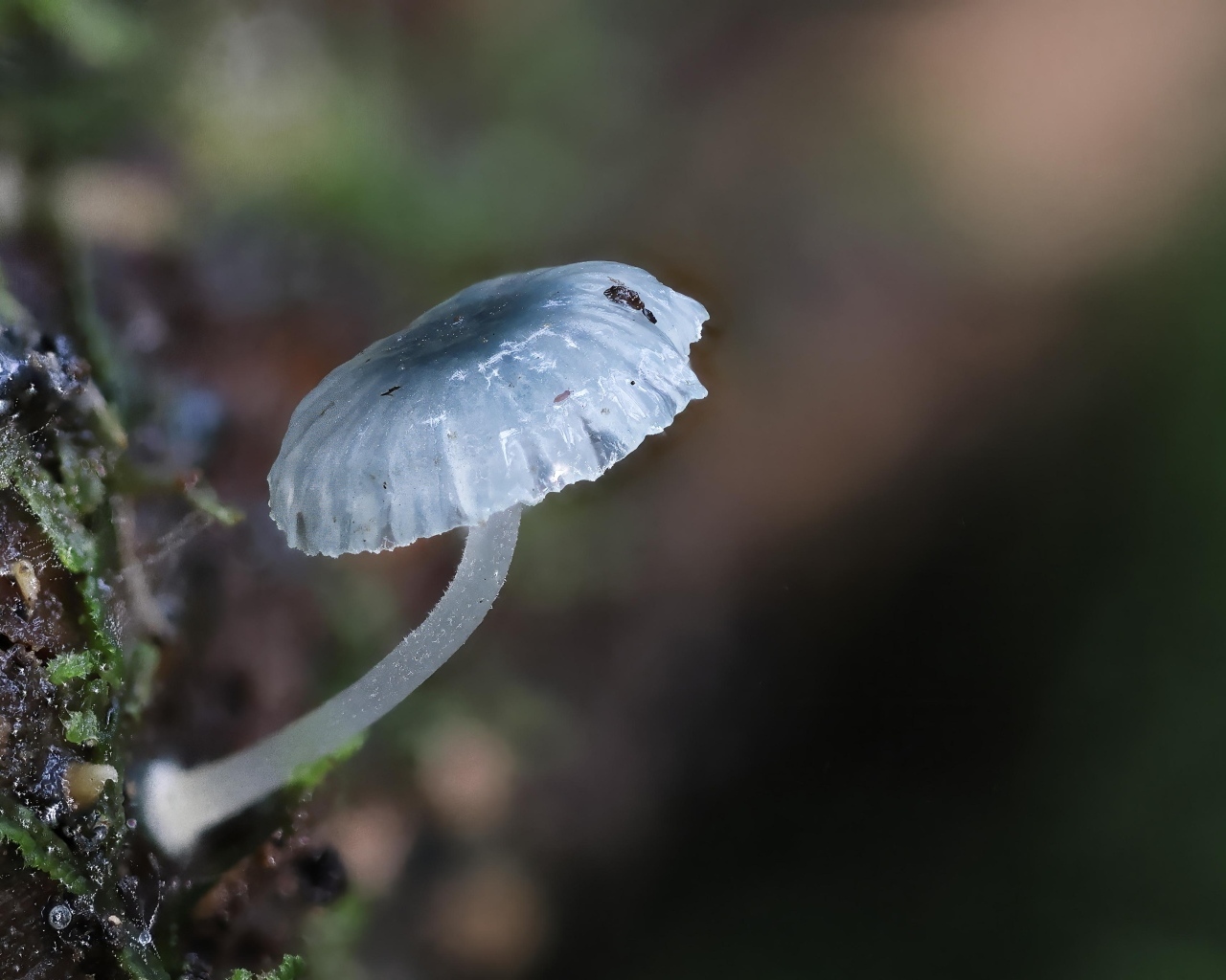 Маленькая голубая поганка на дереве 