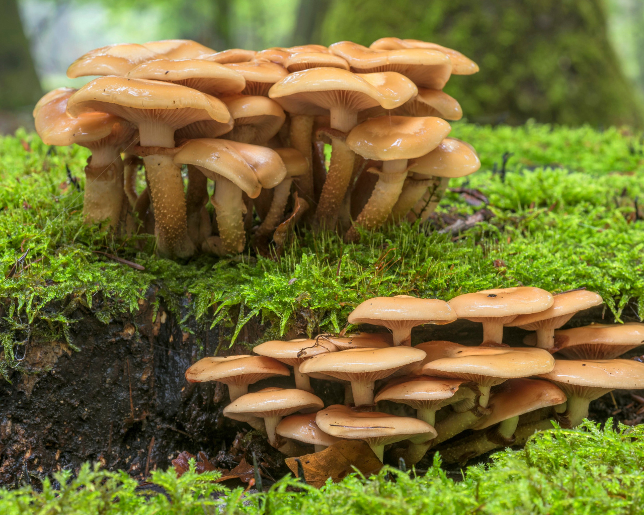 Много лесных грибов на покрытой зеленым мхом земле