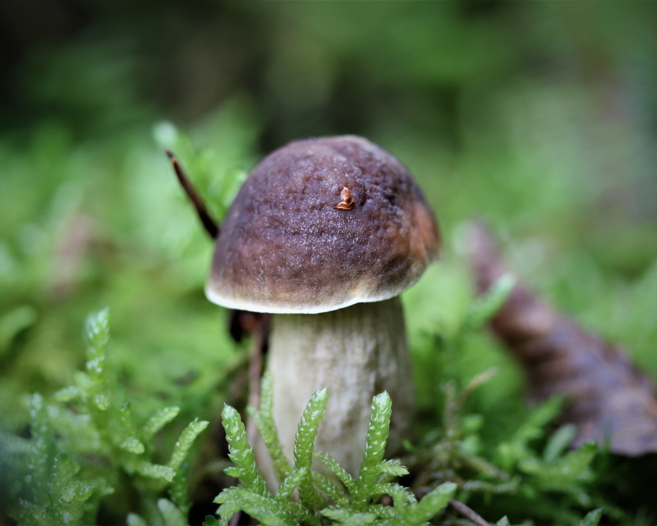 Маленький гриб в зеленом мху