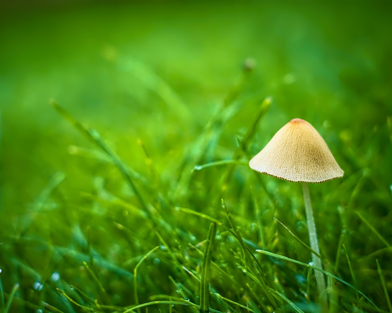 Гриб поганка в зеленой траве