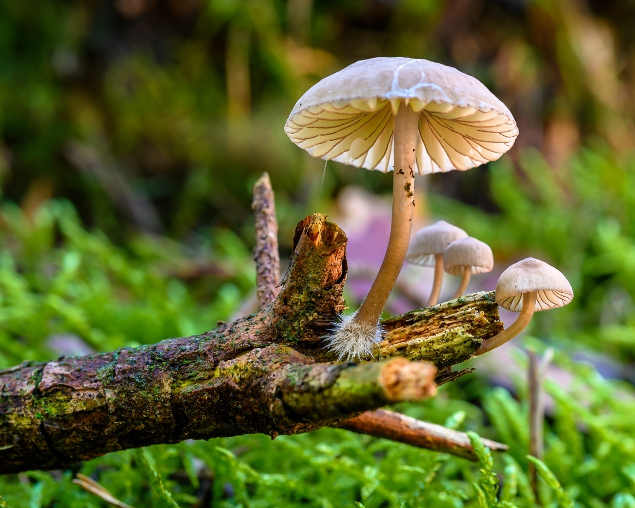 Грибы поганки на гнилой ветке