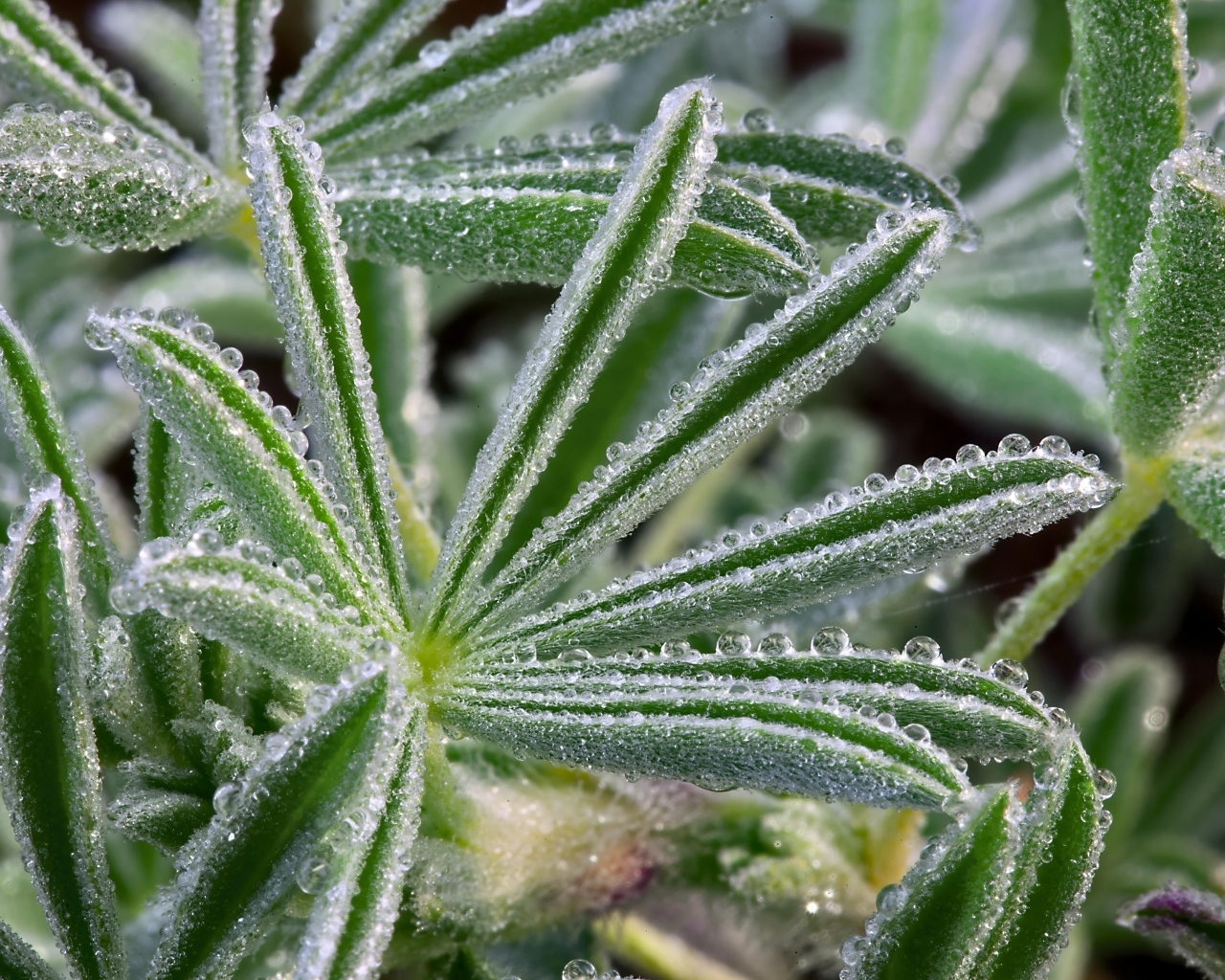 Покрытые ледяной коркой зеленые листья растения