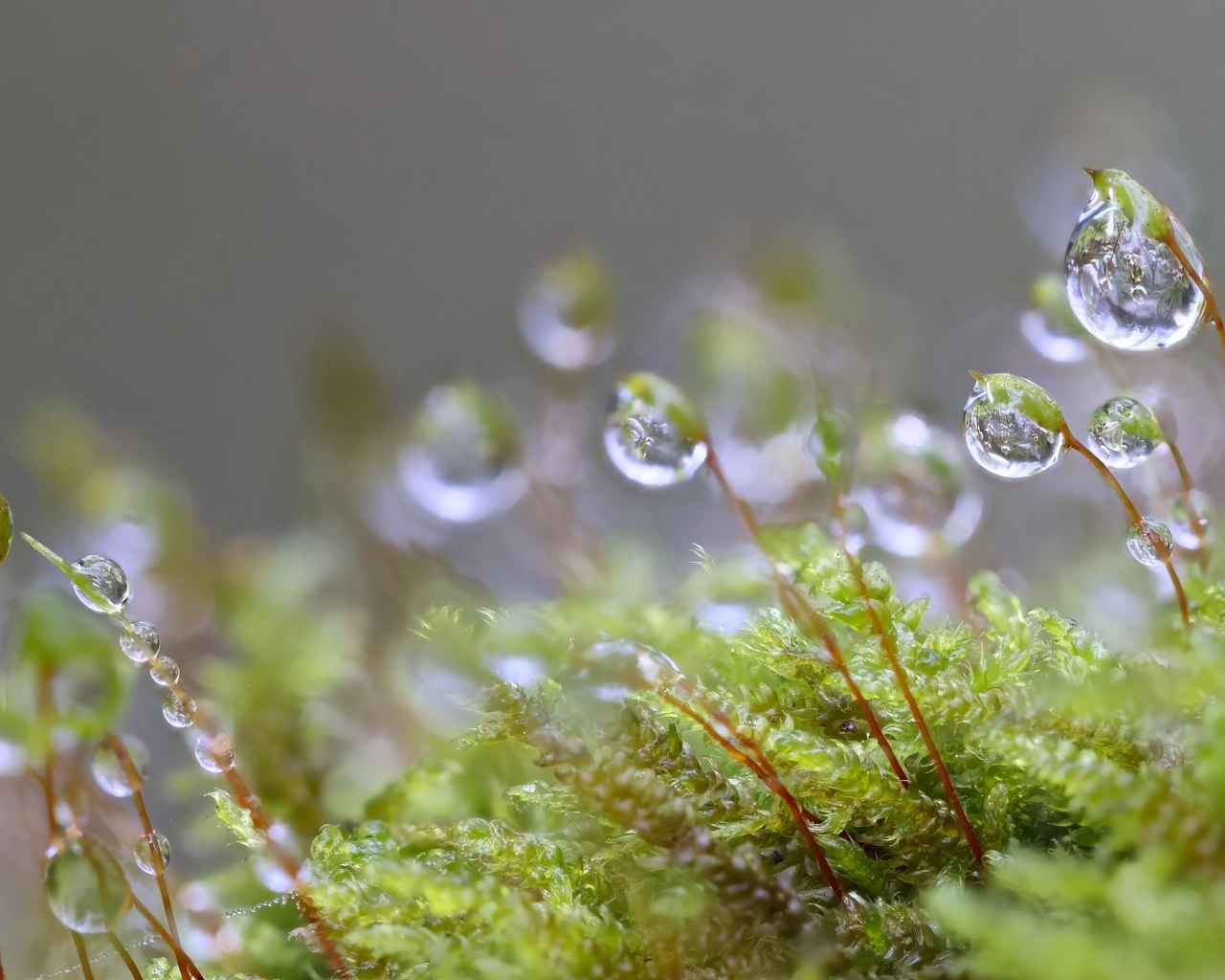 Мох в каплях росы крупным планом