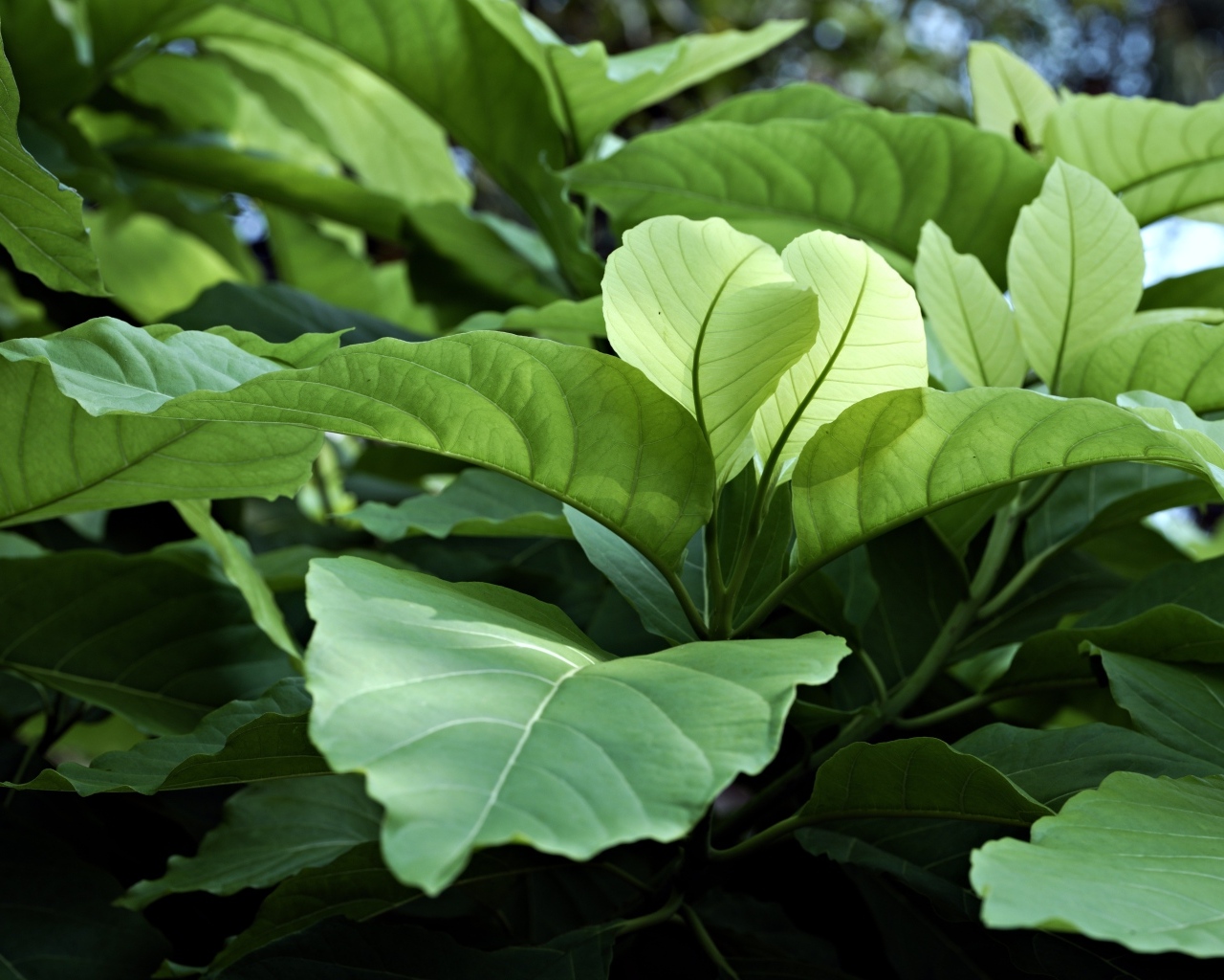 Растение с большими зелеными листьями 