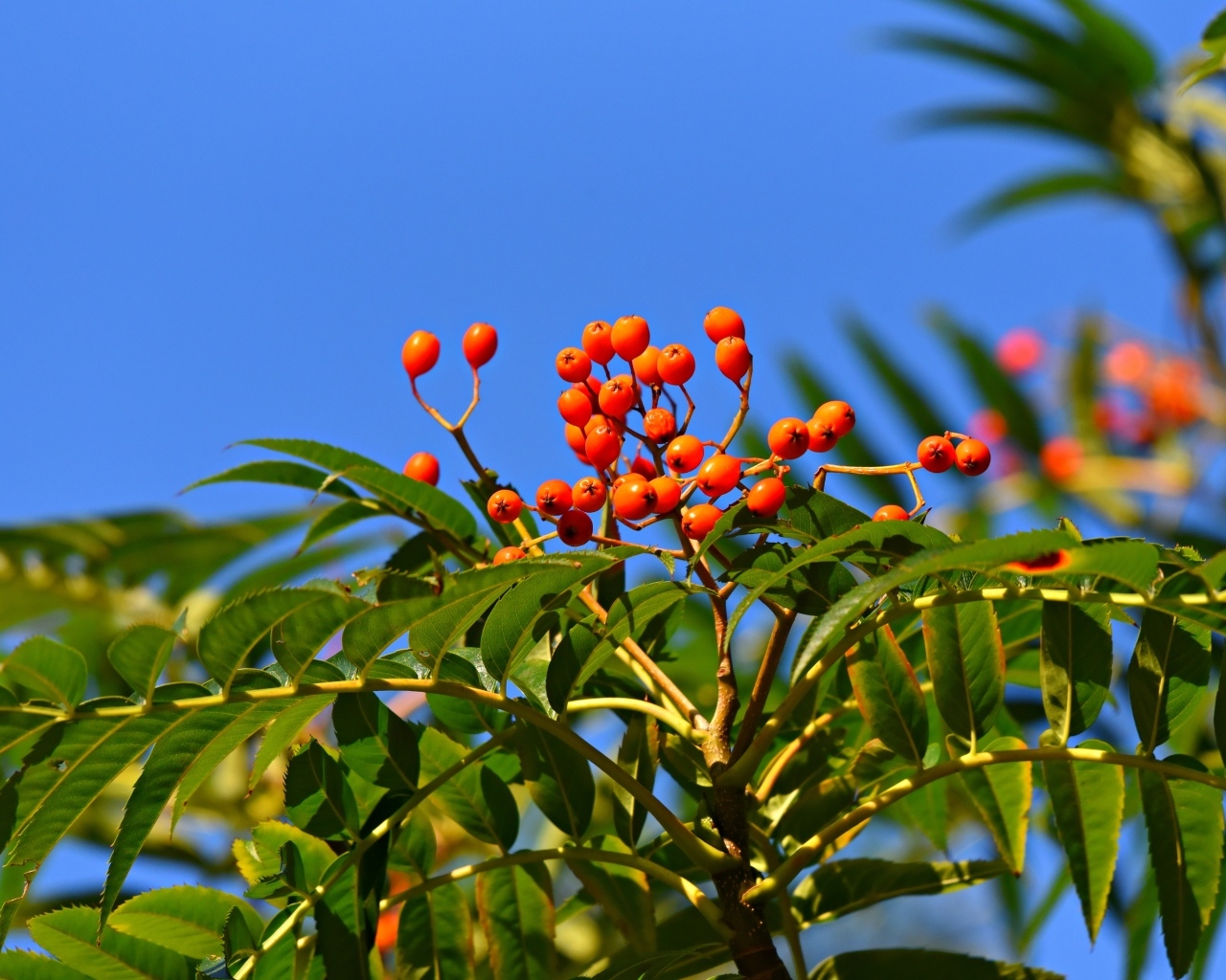 Красные ягоды рябины в зеленых листьях