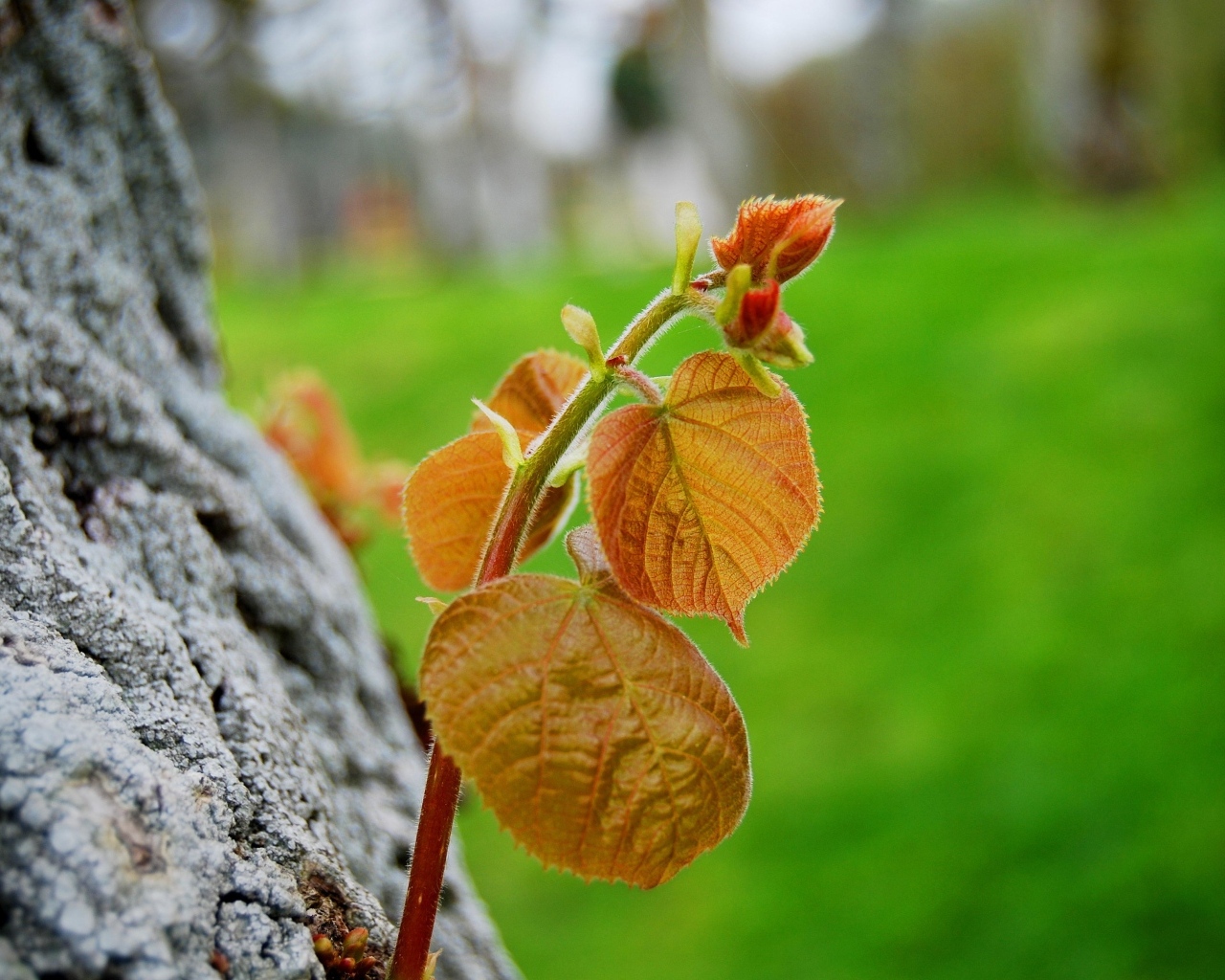 Молодая веточка с листьями на дереве