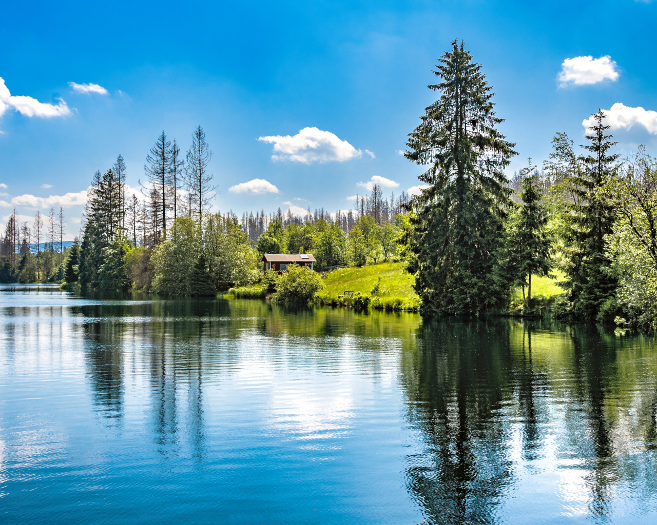 Высокие ели растут на берегу озера 