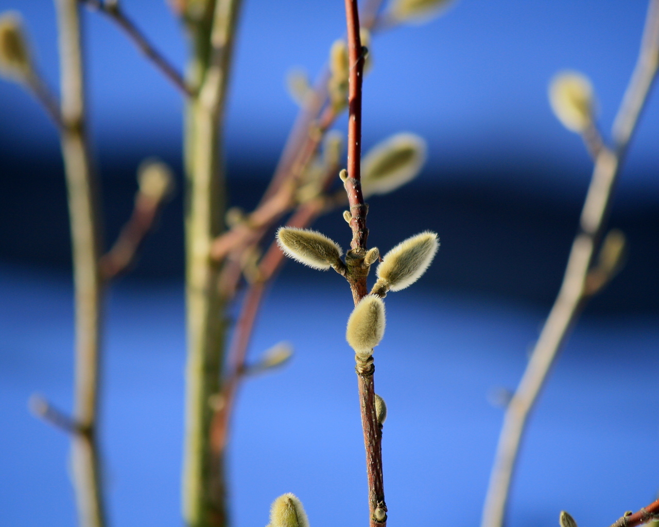 Ветка вербы распускается теплой весной