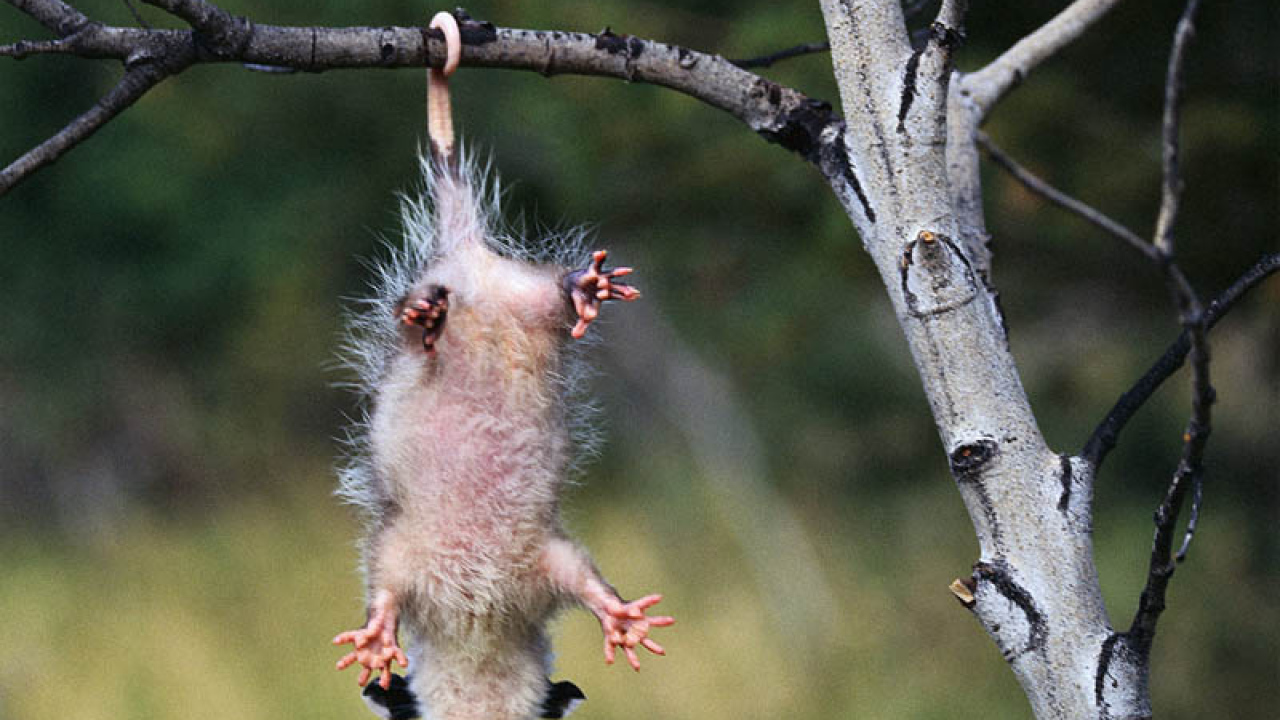 Зверёк висящий на хвосте