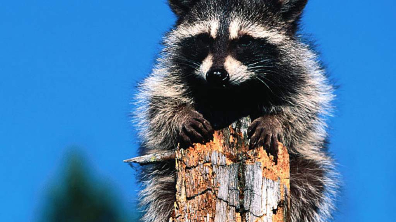 Зверёк на дереве