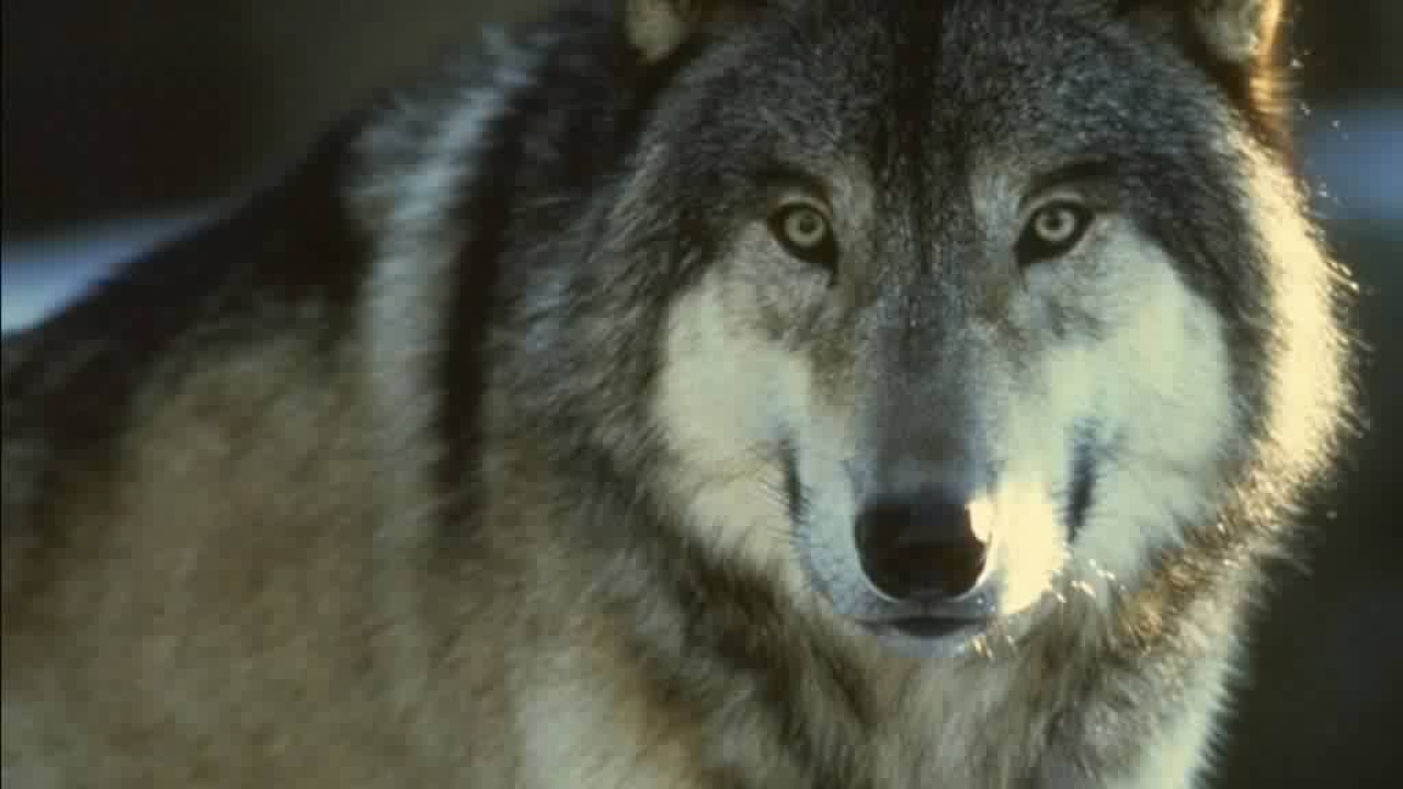 Огромный волк