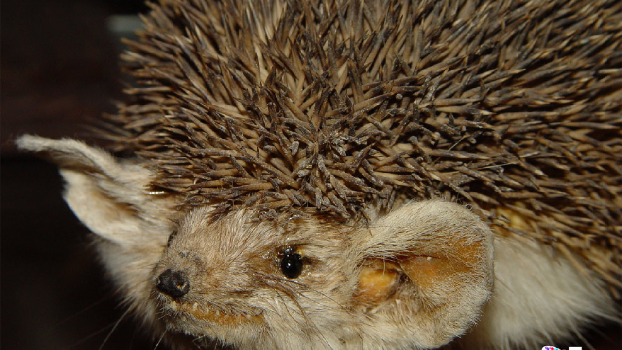 Ушастый ежик