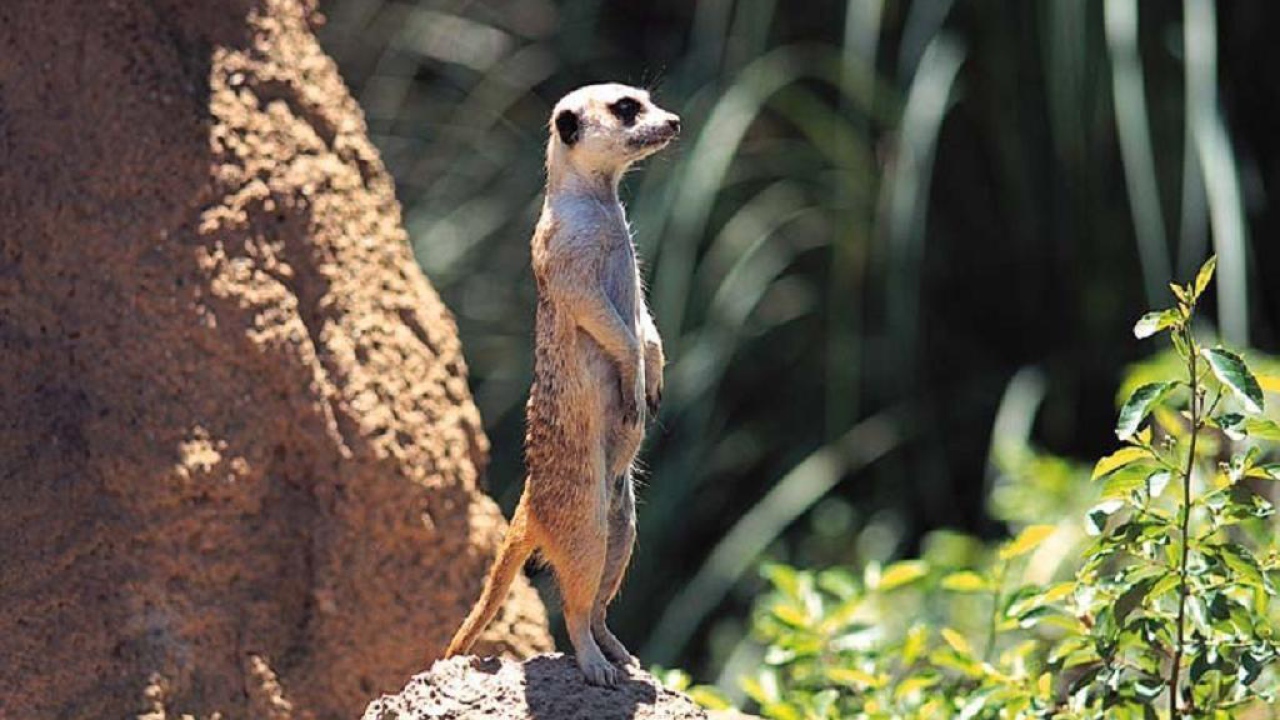 Зверёк на задних лапках