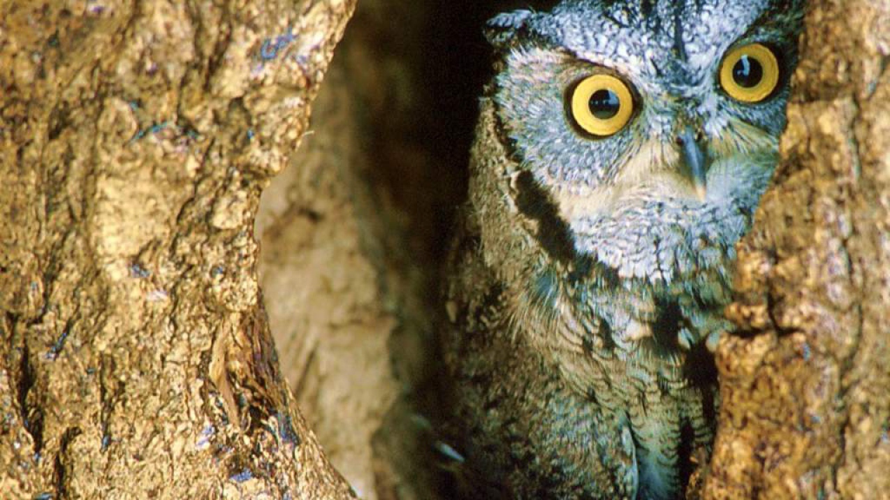 Сова в гнезде