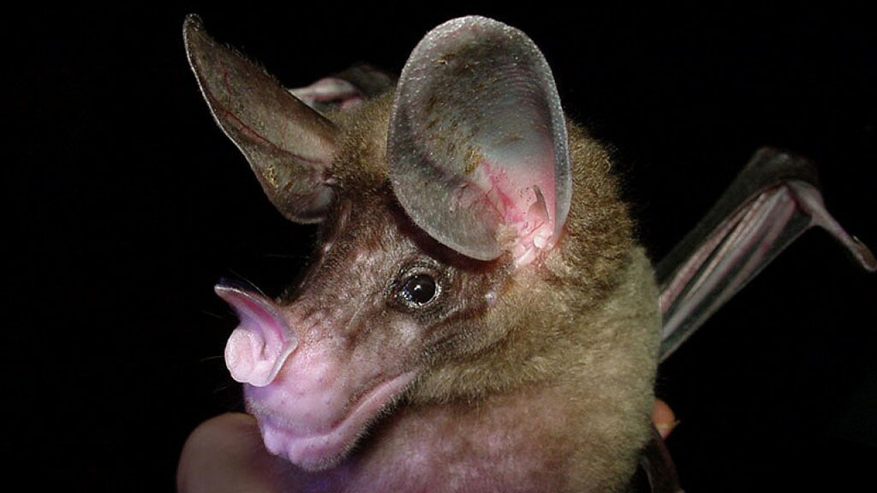 Летучая мышь