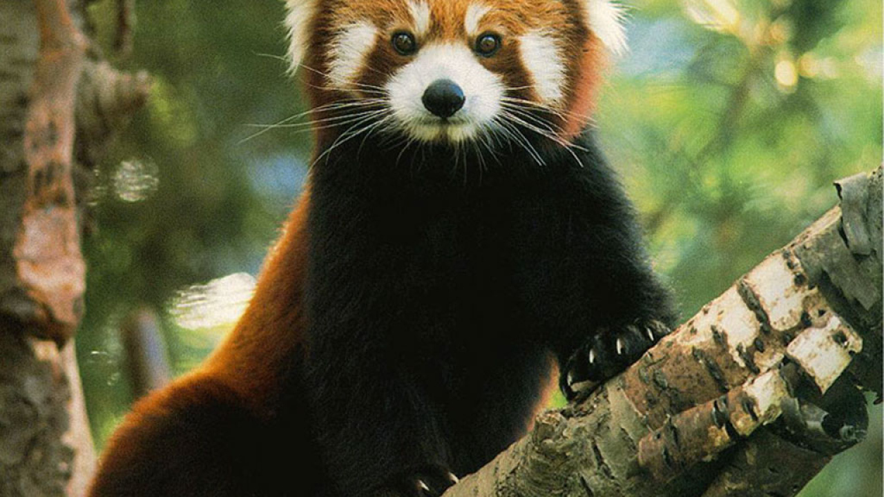 Медвежонок