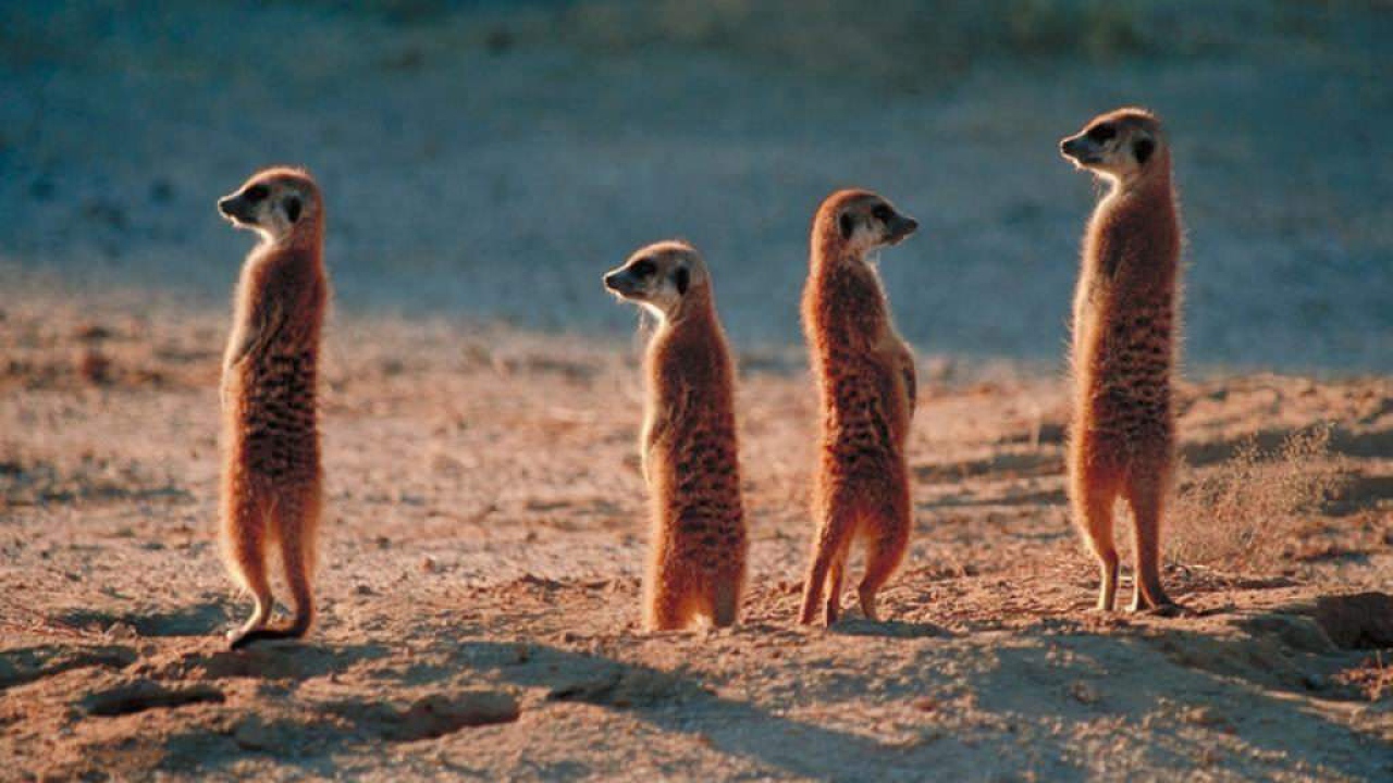 Африканские жители