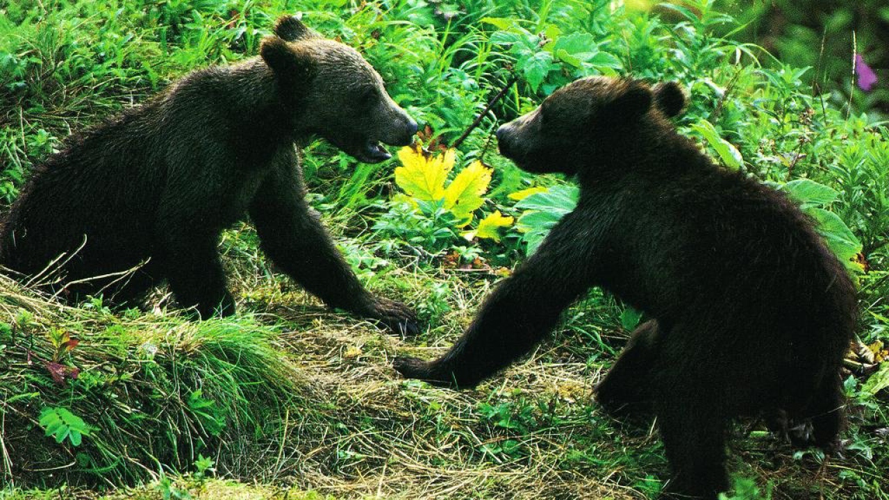 Медведи в лесу