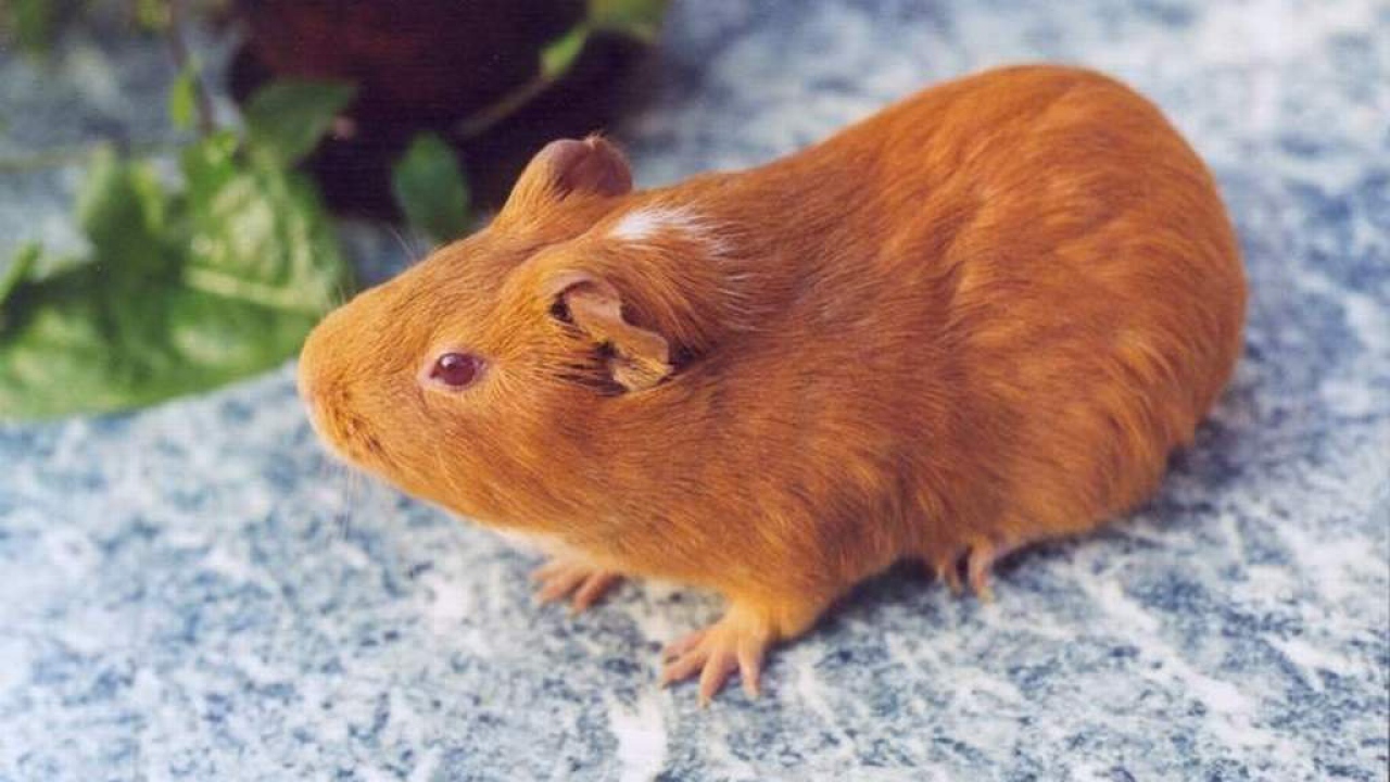 Морская свинка