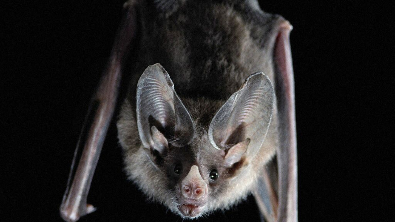 Ночная летучая мышь