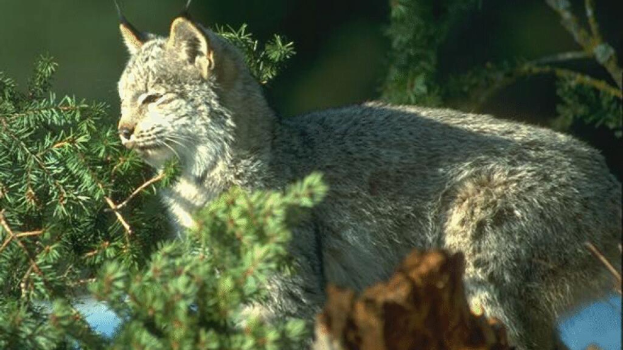 Большая кошка