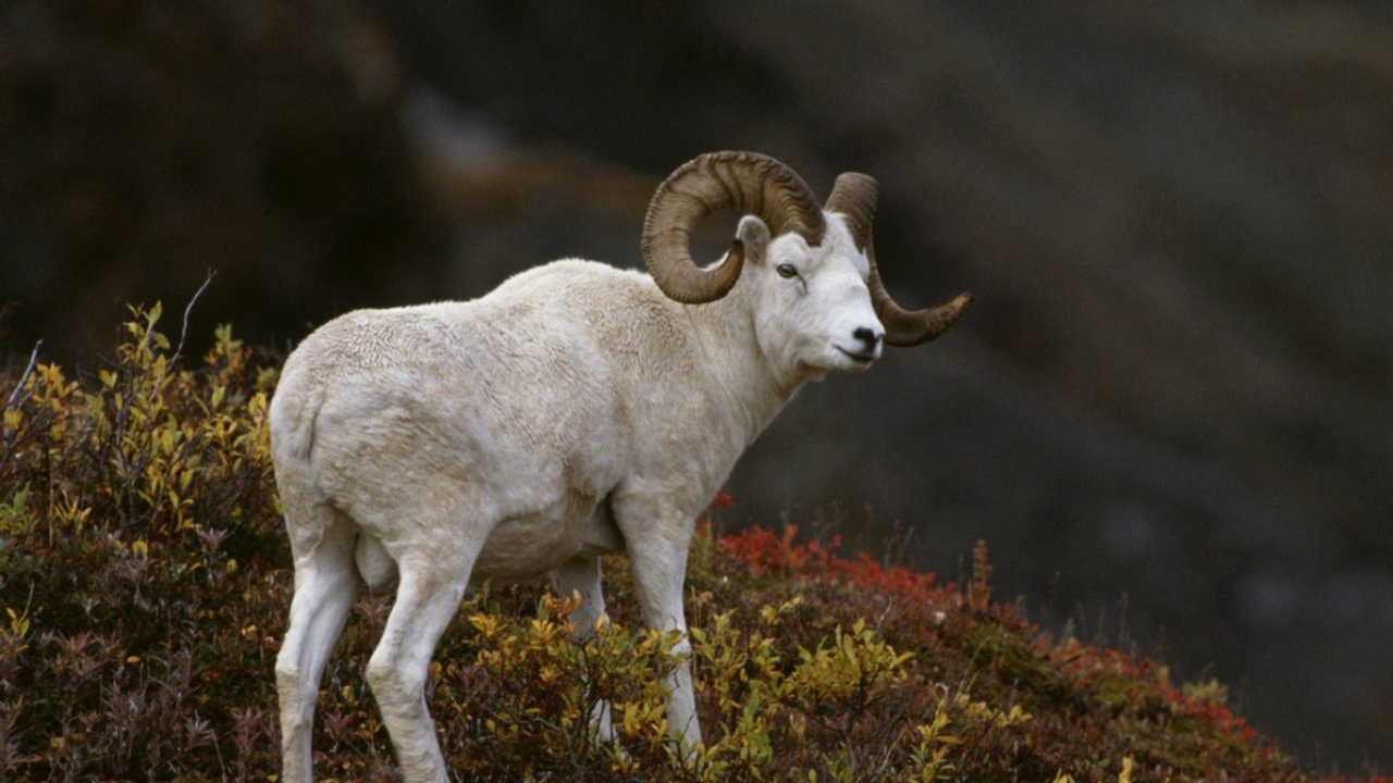 Горный баран