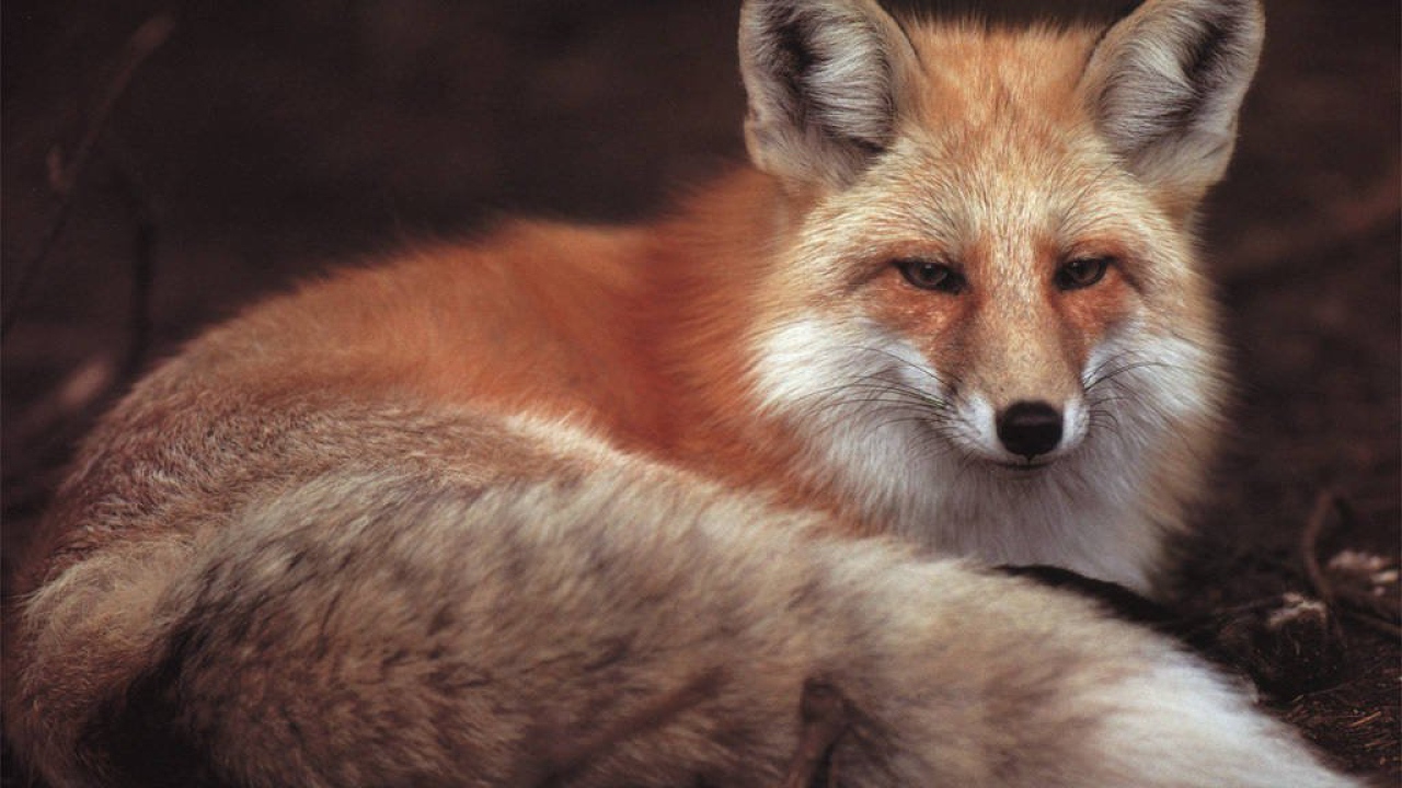 Красивая лиса