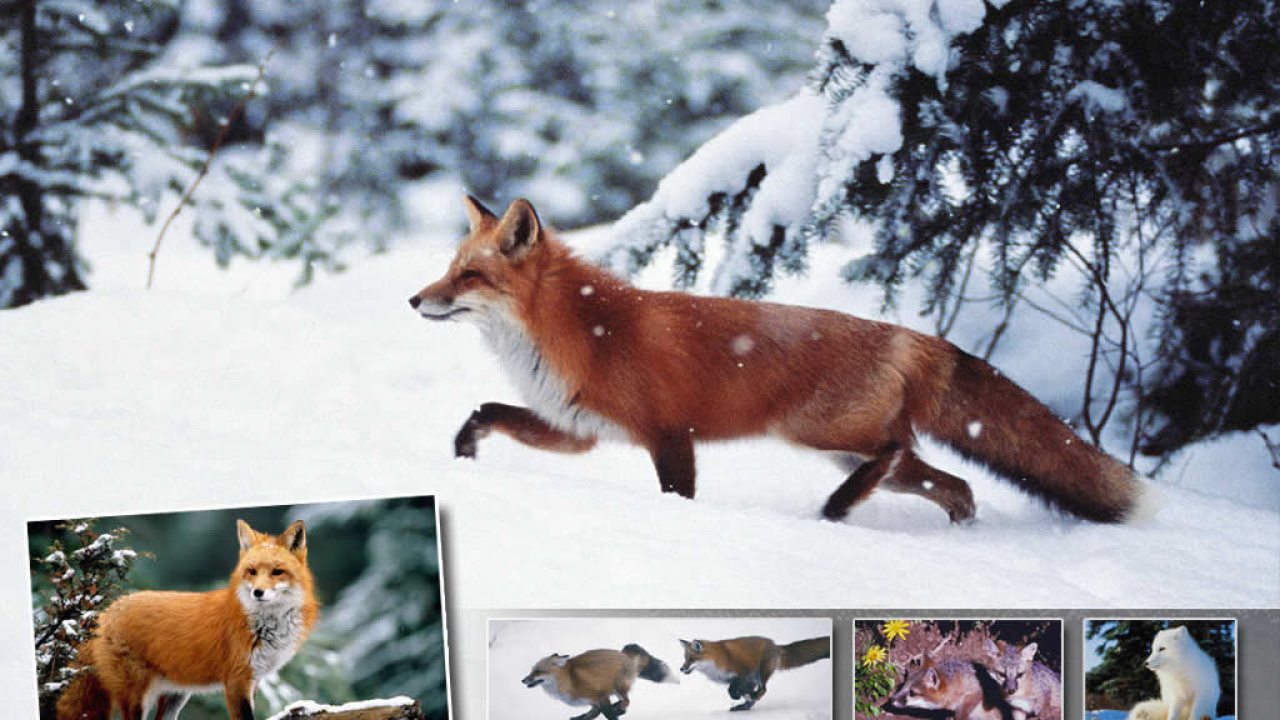 Лисичка зимой