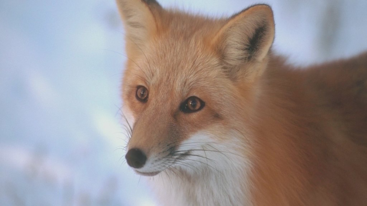 Рыжая лисица