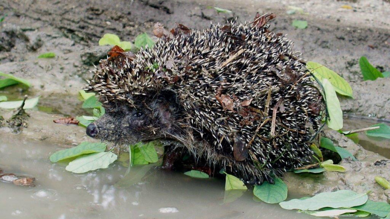 колючий ежик