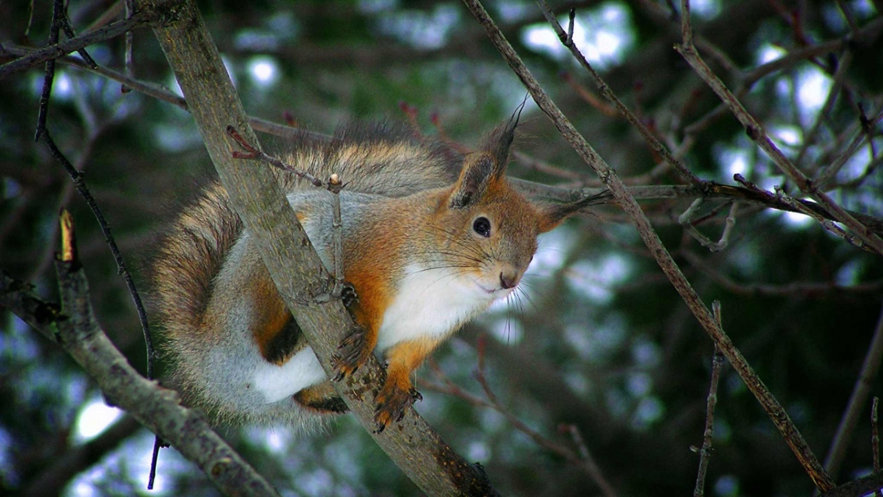 Белка на ветке