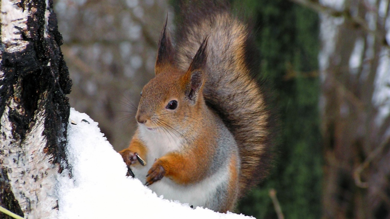 Белочка на дереве