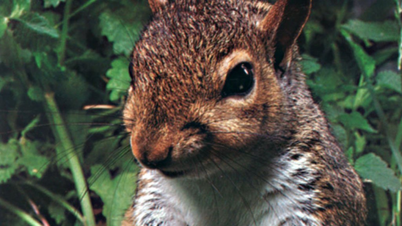 Лесной зверек