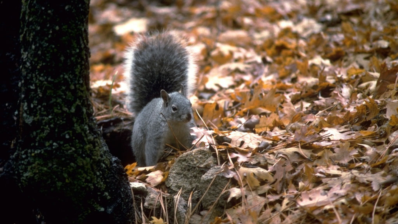 Белая белка