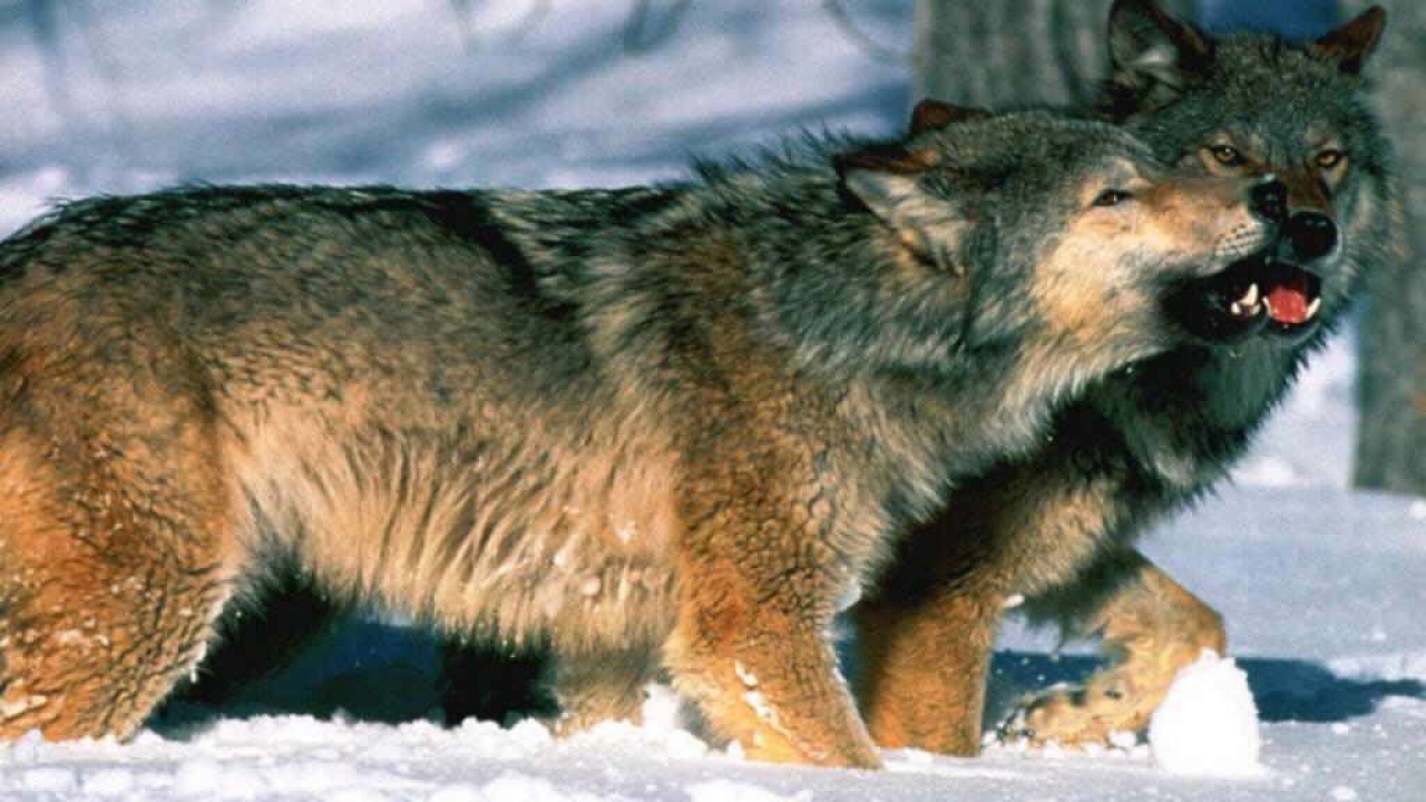 Волк и волчица