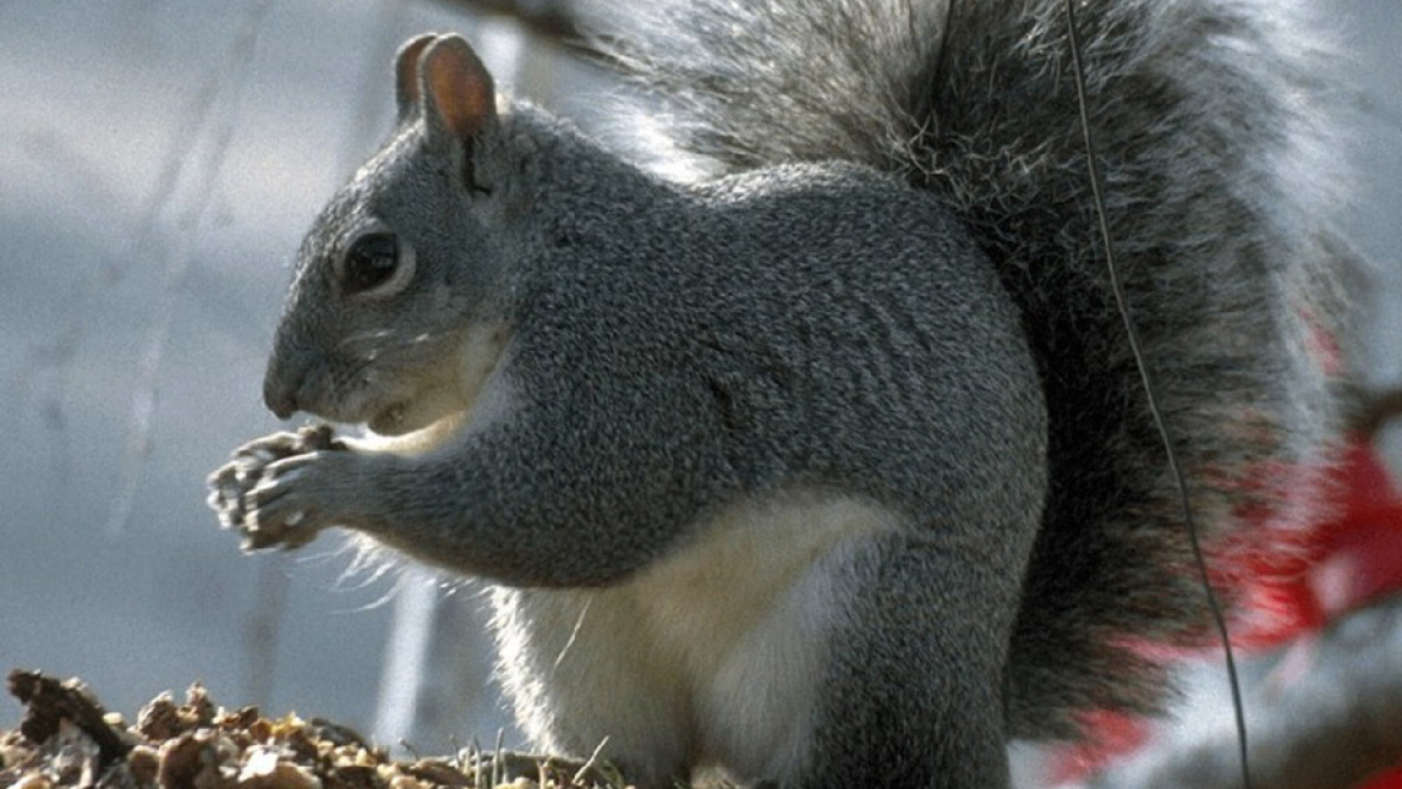 Белка с пушистым хвостом