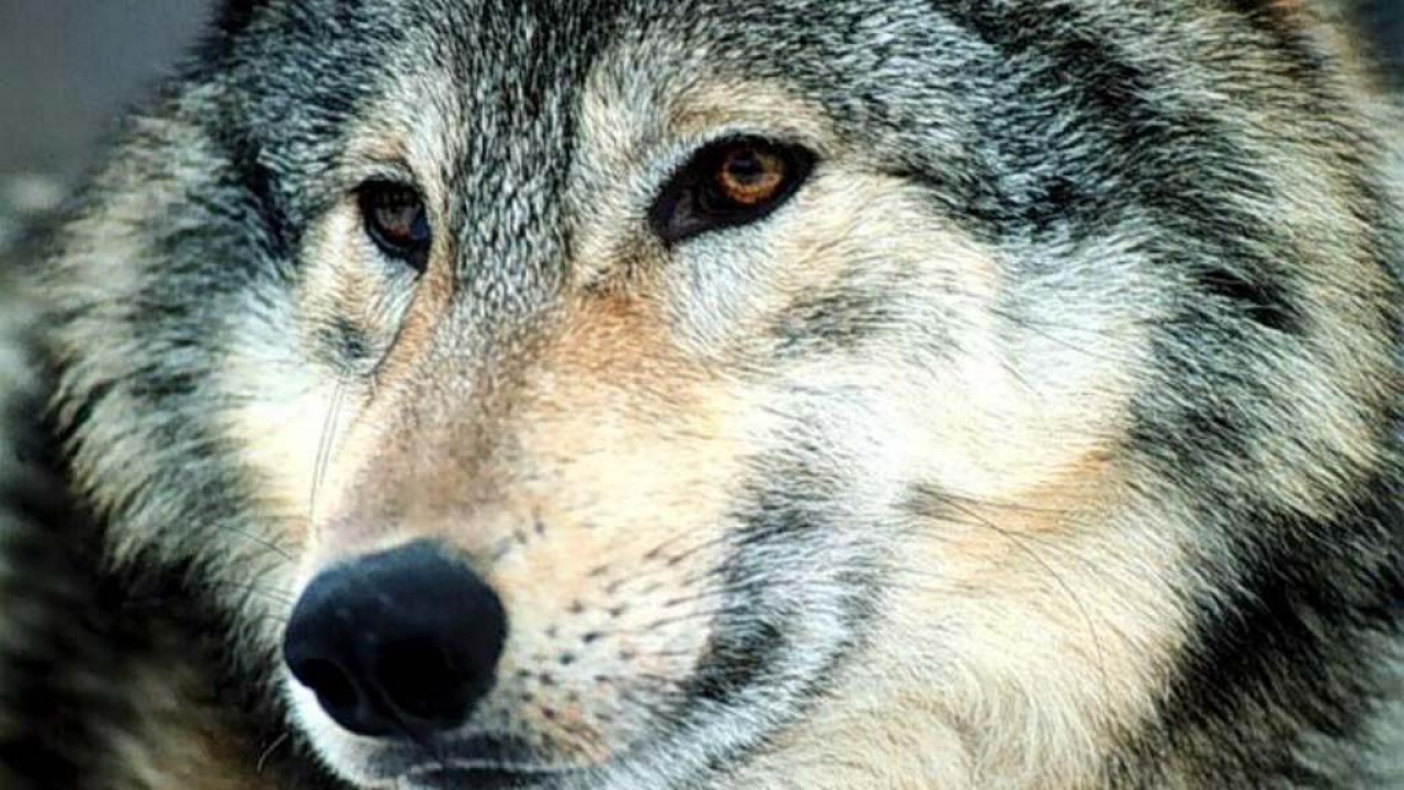 Страшный волк