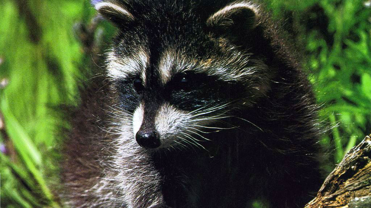 Крошка енот