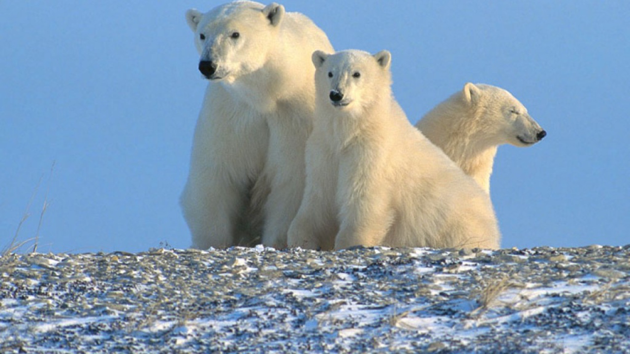 Белые медвежата