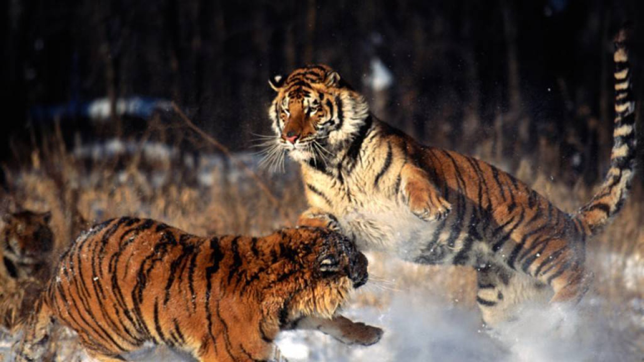 Тигры на снегу