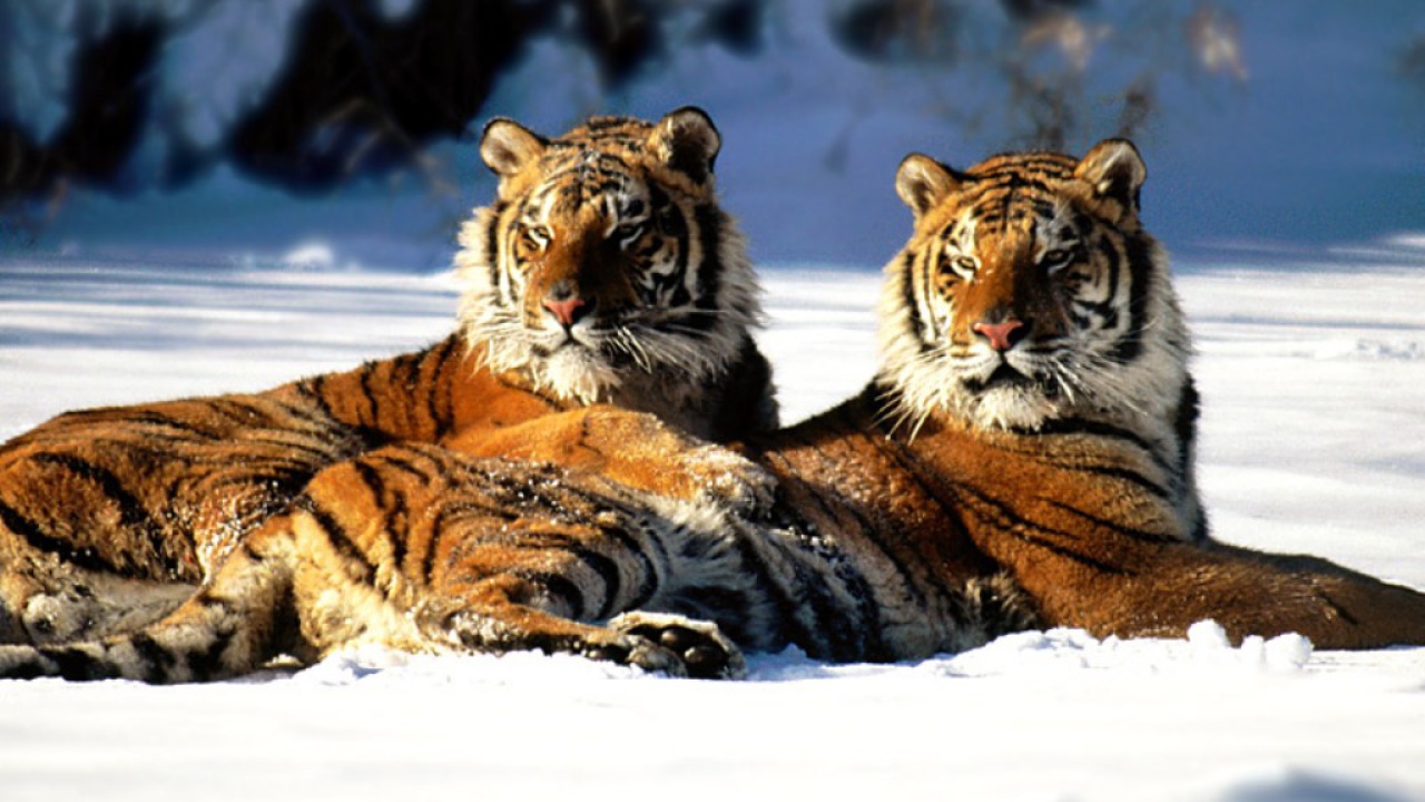 Рыжие тигры